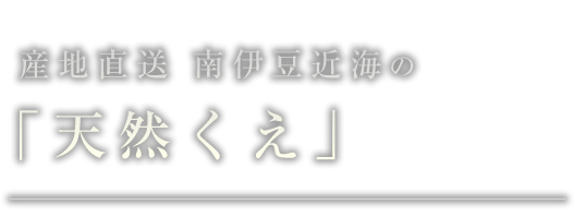 産地直送 南伊豆近海の 「天然くえ」